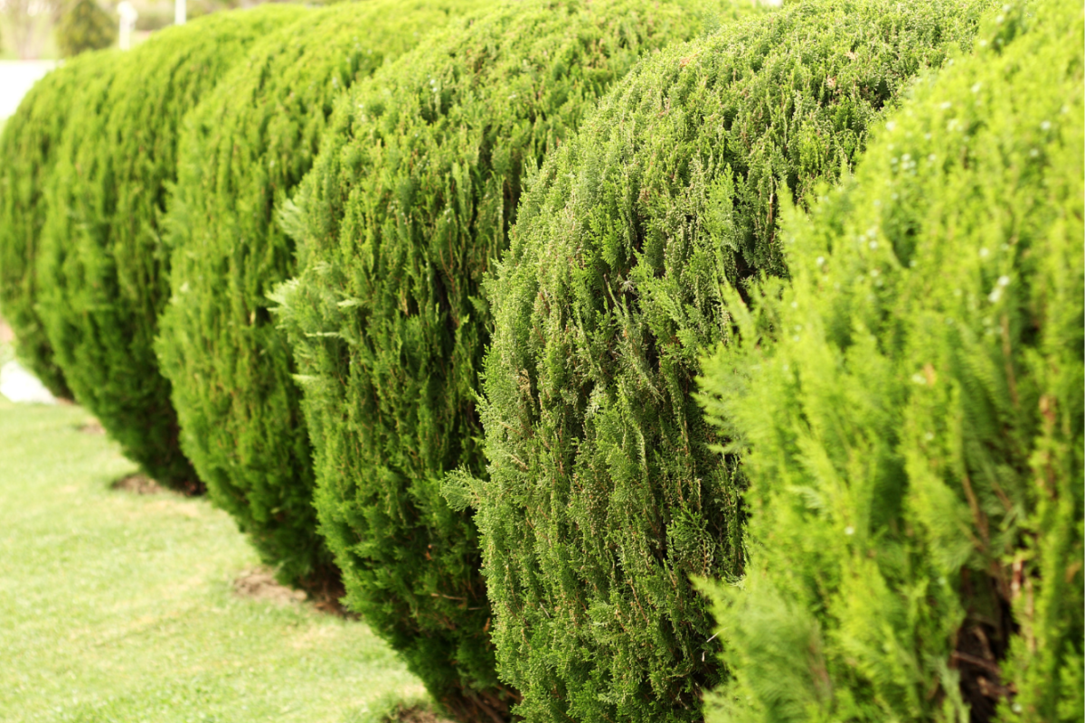 Advanced Arb Assets (3)