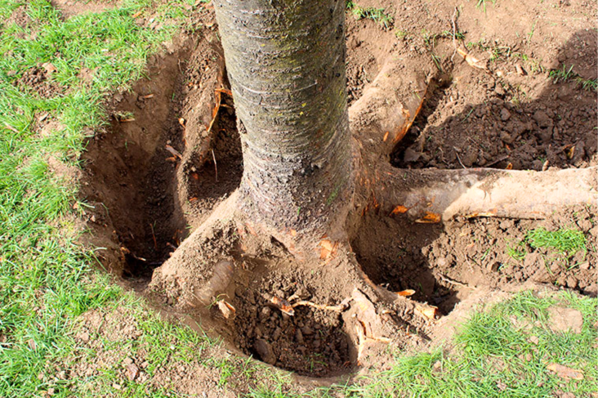 Advanced Arb Assets (4)